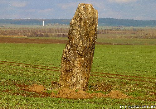 Von den Jahrtausenden nur wenig gebeugt steht der Menhir von Benzingerode unerschütterlich an seinem Platz. Der Menhir bei Benzingerode