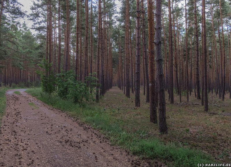 Der Wald im Heers - angelegt als Nutzholzplantage