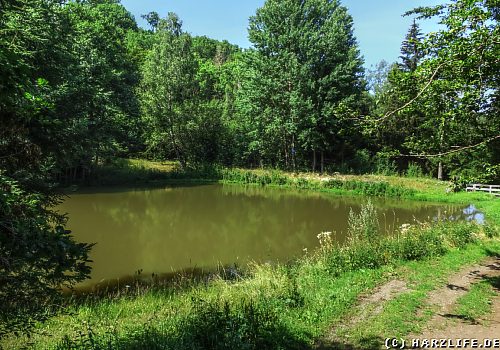 Der Katzsohlteich im Harz