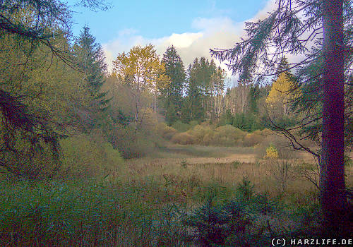 Der Untere Nassenwieser Teich - ein aufgegebener Bergbauteich bei Buntenbock