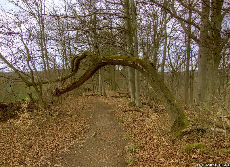 Naturschutzgebiet Itelteich bei Walkenried - Ein Baum wie ein Torbogen