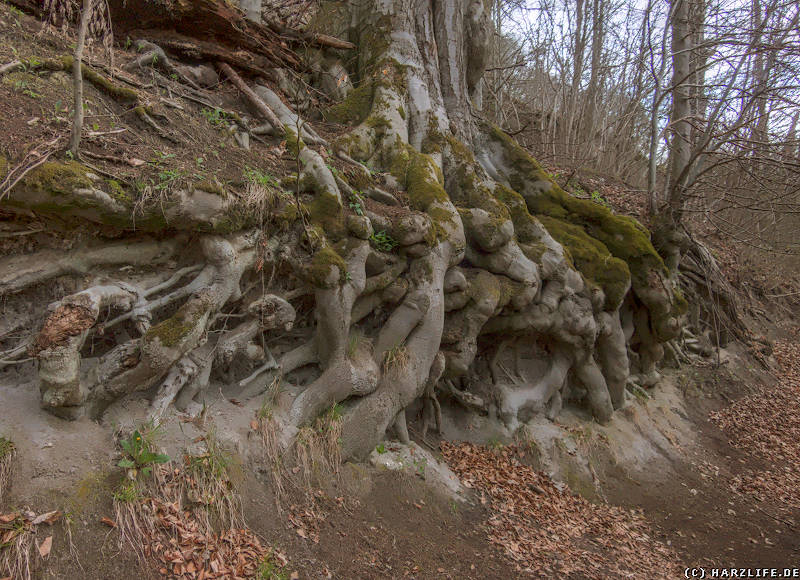 Naturschutzgebiet Itelteich bei Walkenried - Baumwurzeln auf der Suche nach festem Boden