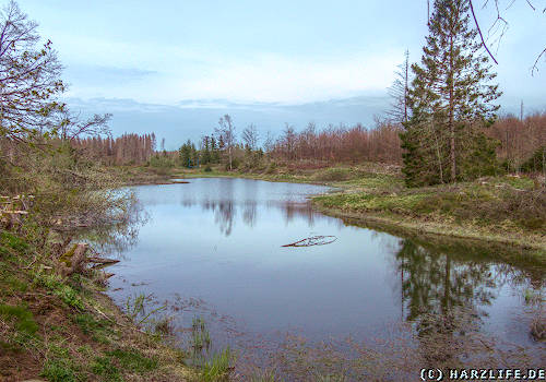 Der Entensumpf - kleiner ehemaliger Bergbauteich bei Clausthal-Zellerfeld