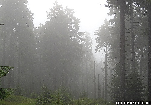 gespenstiger Nebel umhüllt Bäume und Felsen