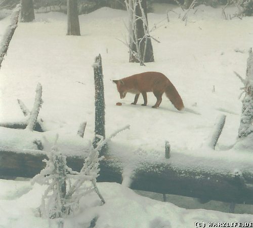 Ein Fuchs im Schnee