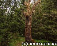 Der Weltenbaum Yggdrasil