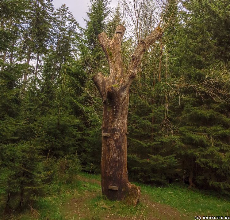 Der Weltenbaum Yggdrasil