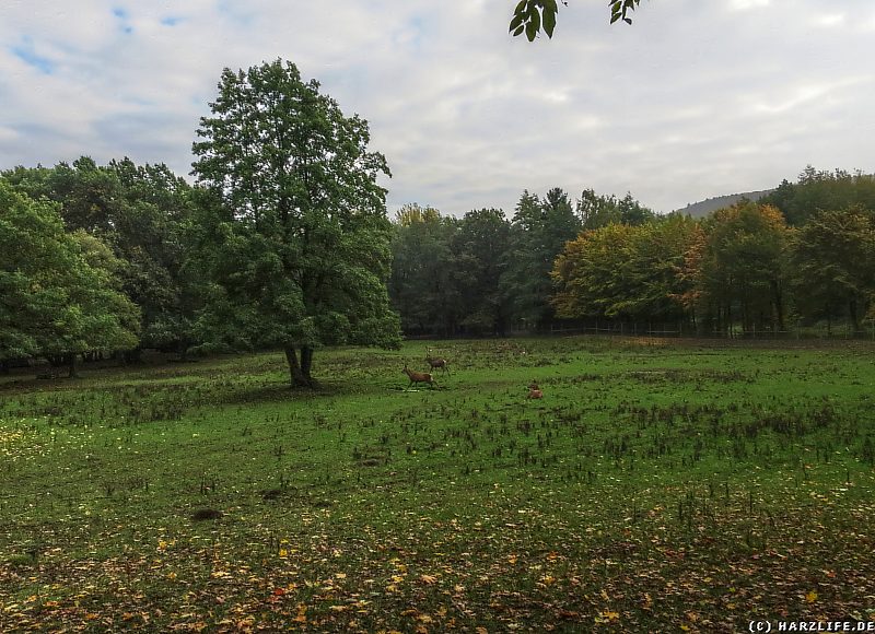 Das Wildgehege in Bad Harzburg