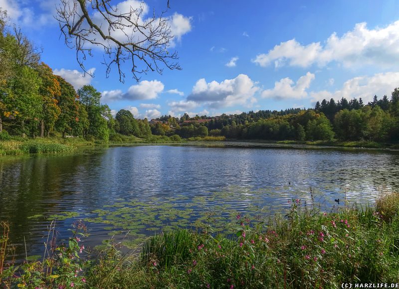 Blick vom Damm über den Eulenspiegler Teich