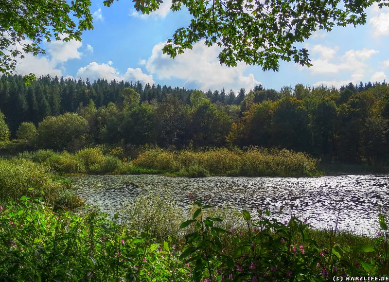 Blick vom Ostufer über den Eulenspiegler Teich zur Bremer Höhe