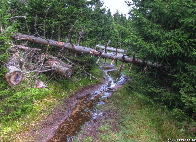 Der Forstmeister-Sietz-Weg