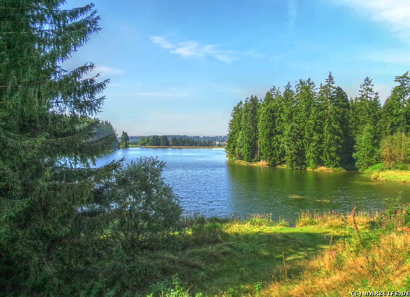 Am Ufer des Bärenbrucher Teiches