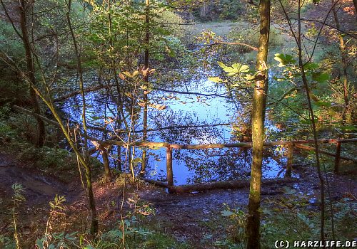 Feuchtbiotop am ehemaligen Kleinen Prinzen-Teich