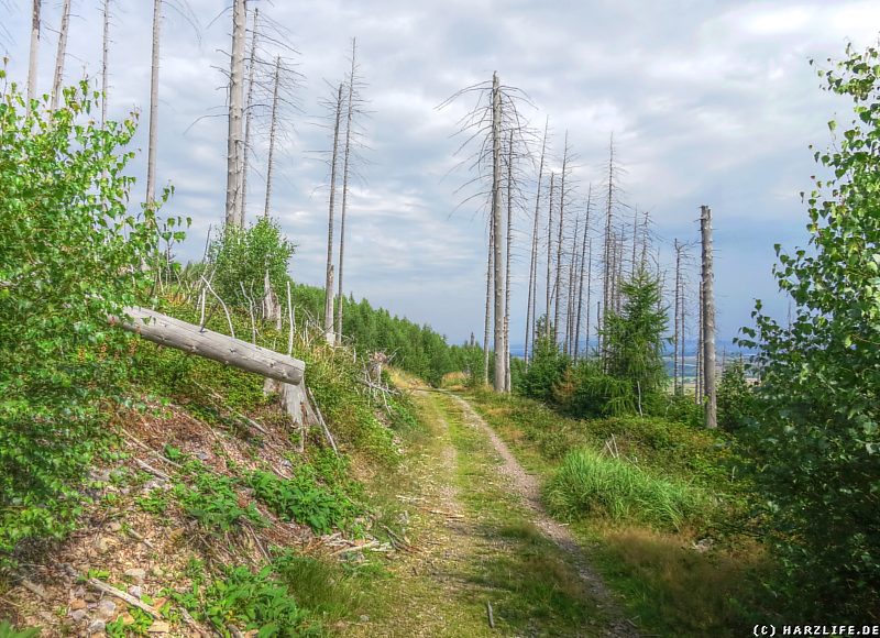 Tote Fichten auf dem Meineberg