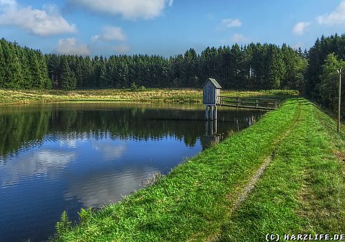 Wasserläufer Teich