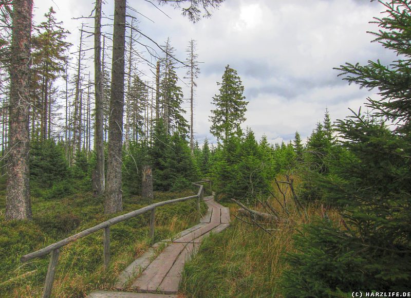 Auf dem Weißtannenhei-Weg