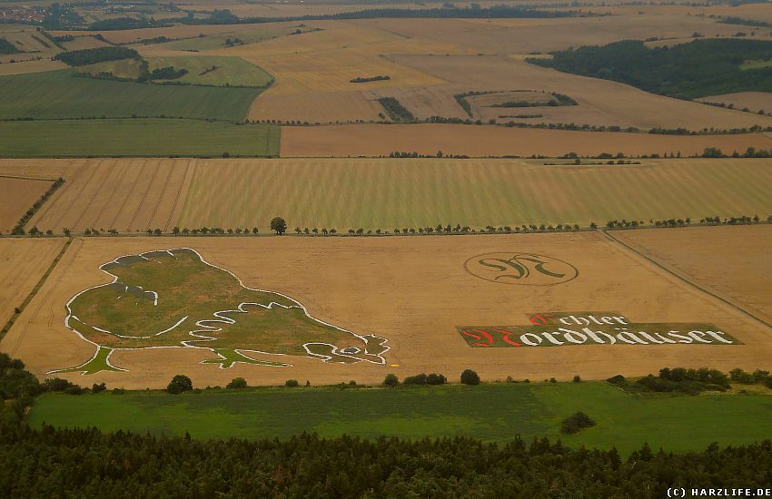 Das größte Huhn der Welt