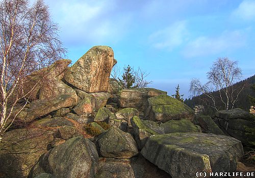 Die Feigenbaumklippe