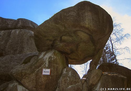 Die Bezeichnung ''Mausefalle'' wirkt bei diesem Anblick geradezu verharmlosend.