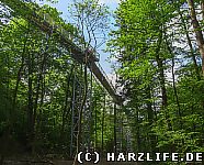 Blick zum Baumwipfelpfad