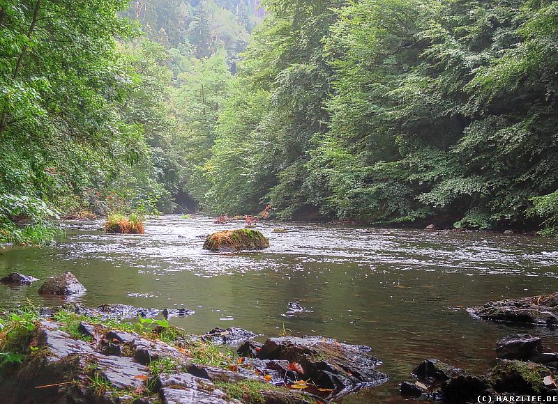 Am Ufer der Bode im unteren Bodetal