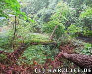 Urwald im Bodetal