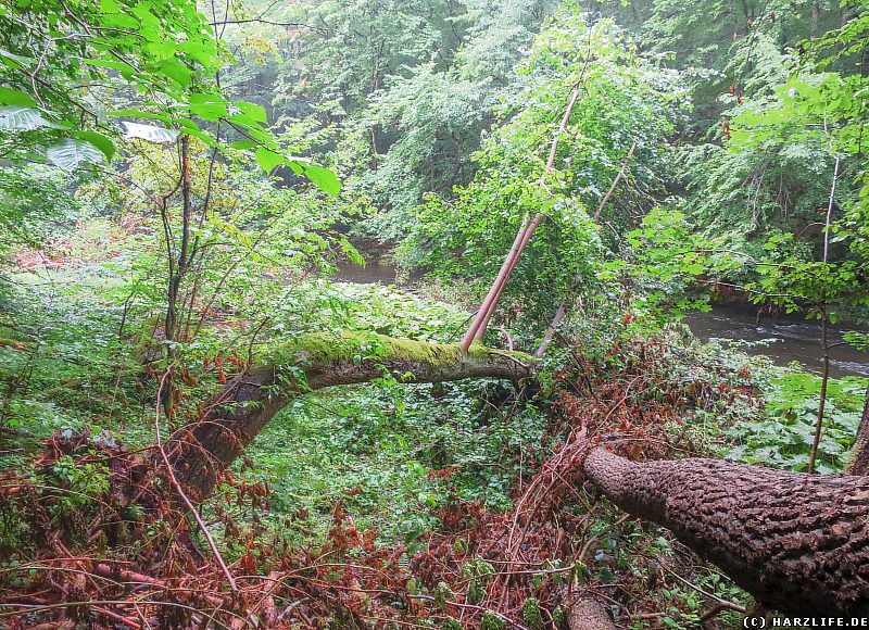 Urwald im Bodetal