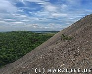 Haldenlandschaft mit Wald