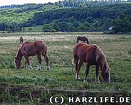 Harzvorlandidylle mit Pferden