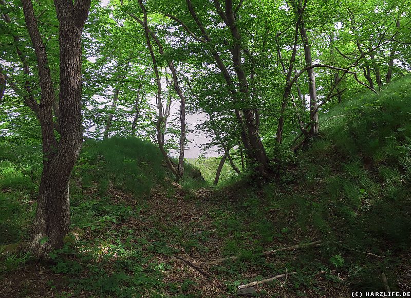 Mögliche Reste einer Wall-Graben-Anlage an der Schöneburg