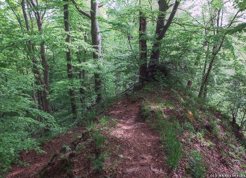 Der Wanderweg Harzer Hexenstieg nahe der Schöneburg