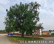 Friedenseiche-junkerhof