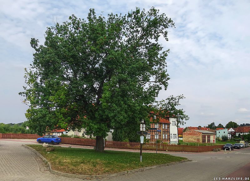 Die Friedenseiche vor dem Junkerhof