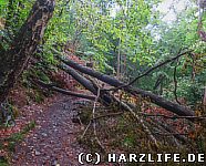 Windbruch auf dem Wanderweg