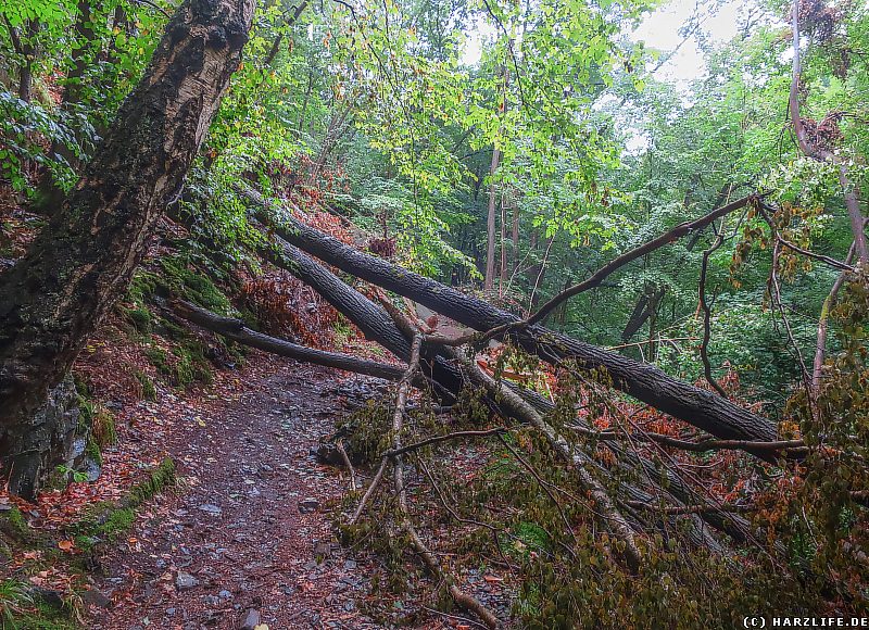 Windbruch auf dem Wanderweg im Bodetal