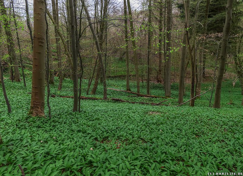 Bärlauch im Hainholz