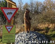 Ein ''Honigbär'' im Bienenschutzgebiet