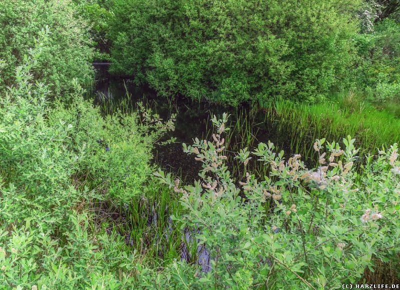 Ein kleiner Erdfallsee im Naturschutzgebiet Hainholz