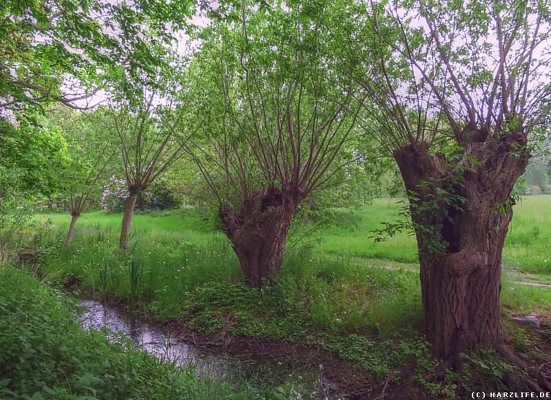 Alte Weiden am Barrenbach