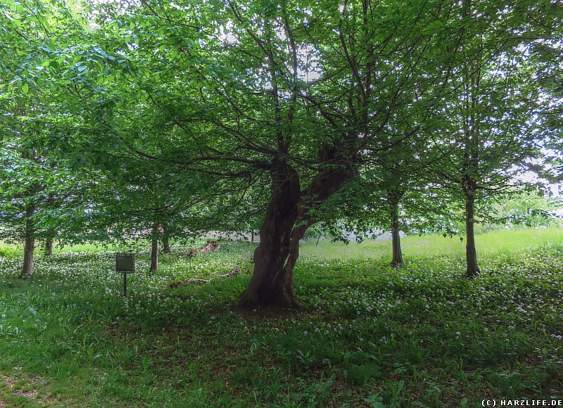 Schneitel-Hainbuchen am Rande des Karstwanderweges im Hainholz