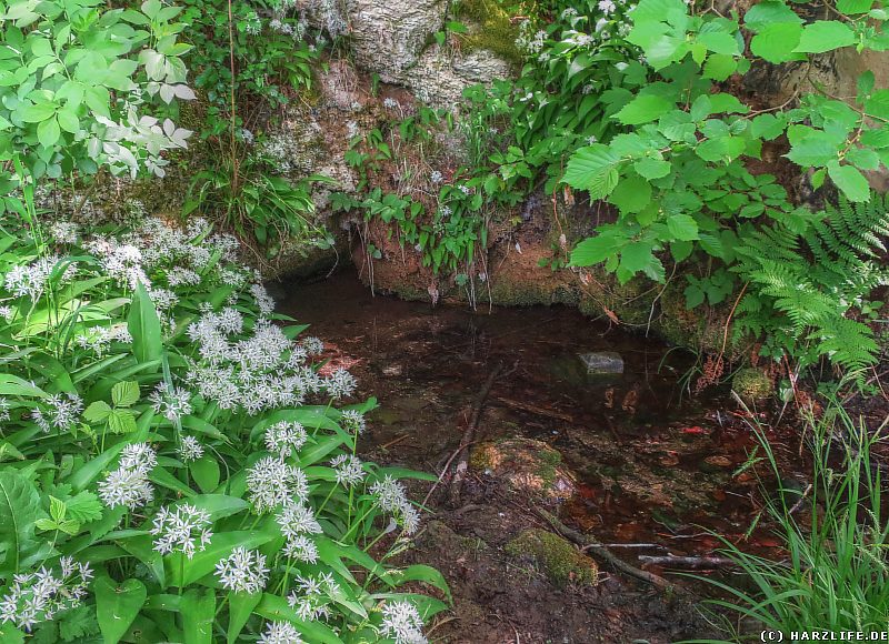 Die Jettenquelle im Hainholz