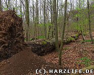 Windbruch im Hainholz