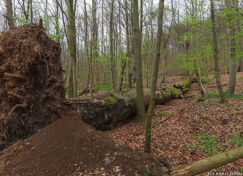 Windbruch im Hainholz