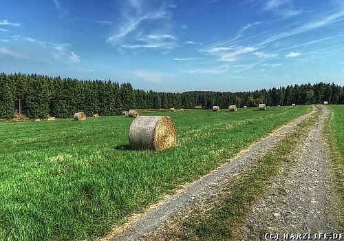 Der Bergwiesenlehrpfad Benneckenstein